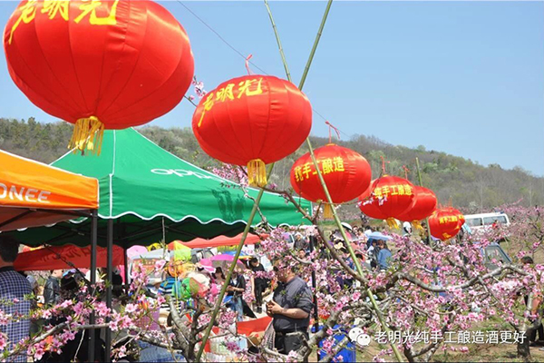 万名游客踏花来 明酒飘香三界外