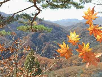 王中王140期指一生肖——揭秘生肖运势与预测，揭秘生肖运势预测，王中王生肖运势分析第140期开启！