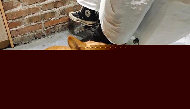 狗狗玄机