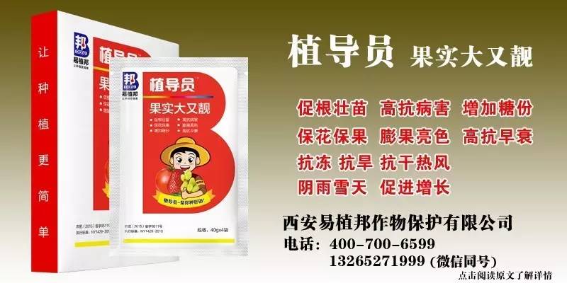 王中王100%期期一肖，揭秘背后的秘密与策略，揭秘王中王期期一肖背后的秘密与策略之道