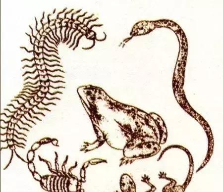 王中王指一生肖282期，揭秘生肖魅力与预测分析，揭秘生肖魅力与预测分析，王中王生肖282期展望