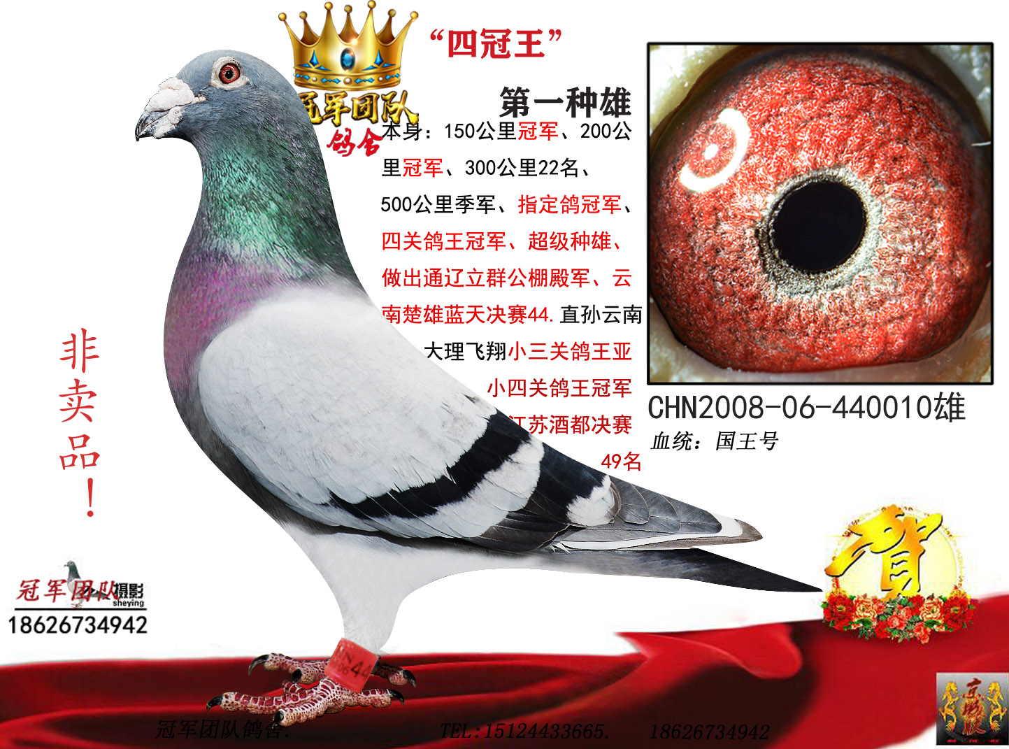 揭秘049王中王风冠一肖，传奇背后的秘密，揭秘传奇人物王中王风冠一肖背后的秘密